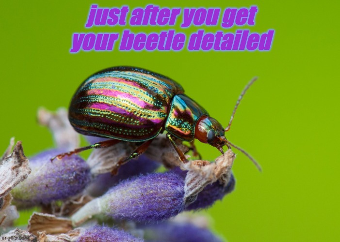 Coleoptera! | just after you get
your beetle detailed | image tagged in rosemary beetle,beautiful,shiny | made w/ Imgflip meme maker