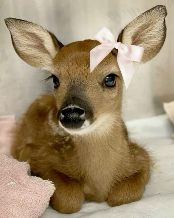 Deer with bow Blank Meme Template