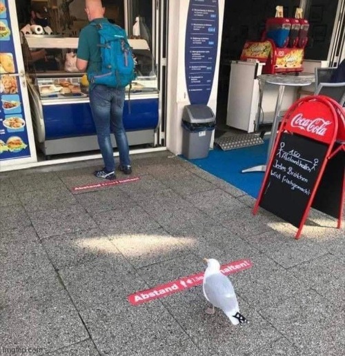 Polite Seagull | made w/ Imgflip meme maker