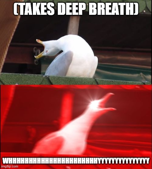 Why | (TAKES DEEP BREATH); WHHHHHHHHHHHHHHHHHHHHHHYYYYYYYYYYYYYYY | image tagged in screaming seagull | made w/ Imgflip meme maker