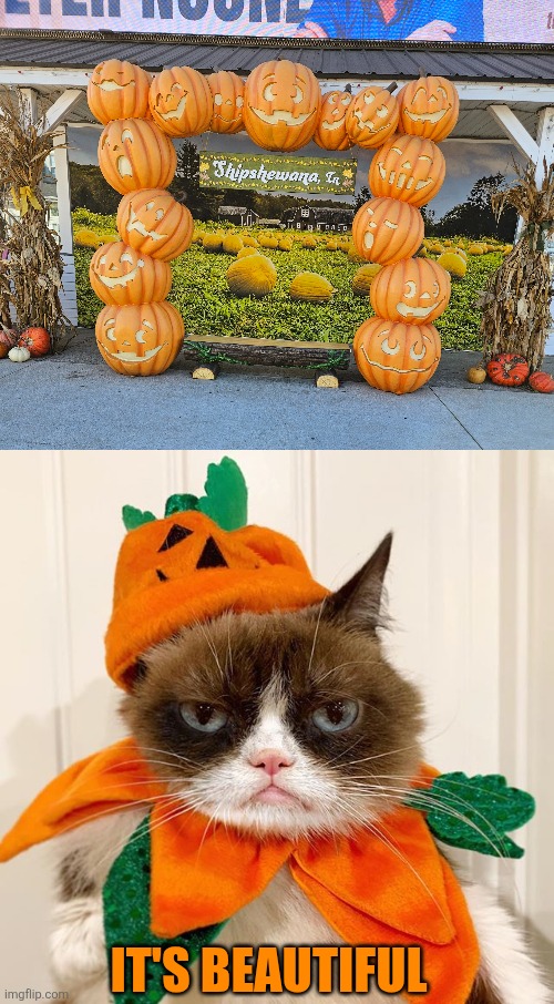 SPOOKY SEASON! | IT'S BEAUTIFUL | image tagged in grumpy cat halloween,pumpkin,spooky month | made w/ Imgflip meme maker