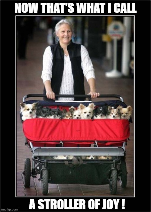 I Think They Like Being Pushed Around ? | NOW THAT'S WHAT I CALL; A STROLLER OF JOY ! | image tagged in dogs,stroller,joy | made w/ Imgflip meme maker