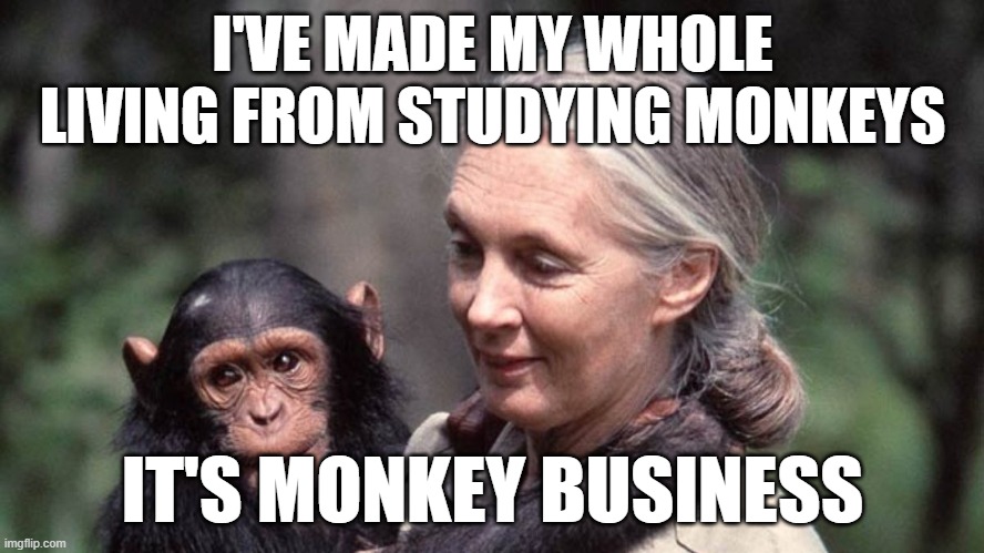 Jane Goodall with chimpanzee | I'VE MADE MY WHOLE LIVING FROM STUDYING MONKEYS; IT'S MONKEY BUSINESS | image tagged in jane goodall with chimpanzee | made w/ Imgflip meme maker