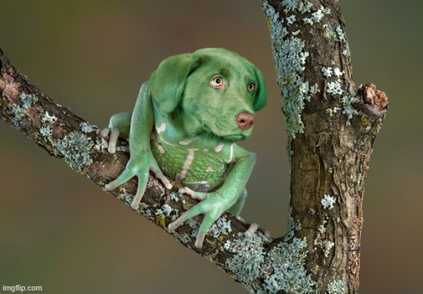 frogdog | made w/ Imgflip meme maker