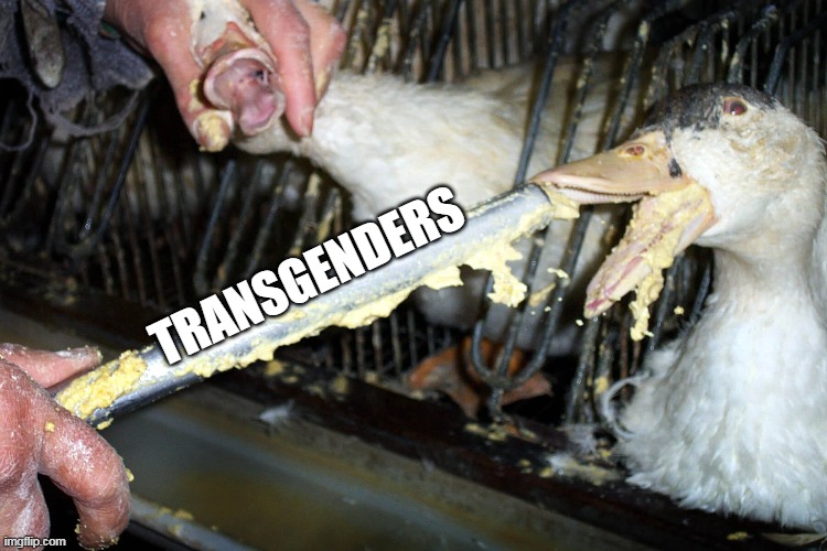TRANSGENDERS | made w/ Imgflip meme maker