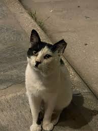 High Quality Catler Blank Meme Template