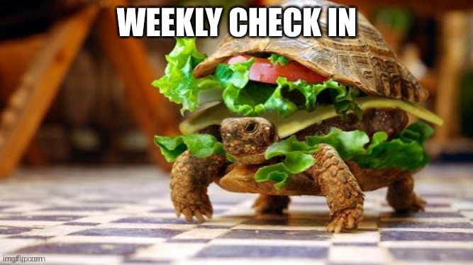 weekly check in | WEEKLY CHECK IN | image tagged in tortoise samwich | made w/ Imgflip meme maker