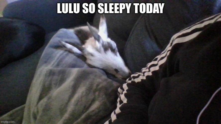 and uncs out on a walk | LULU SO SLEEPY TODAY | made w/ Imgflip meme maker