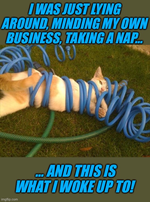 A cat can’t get any sleep around here… sheesh! | I WAS JUST LYING AROUND, MINDING MY OWN BUSINESS, TAKING A NAP…; … AND THIS IS WHAT I WOKE UP TO! | image tagged in cats,lying around,garden hose,wrapped up,what happened,help me | made w/ Imgflip meme maker