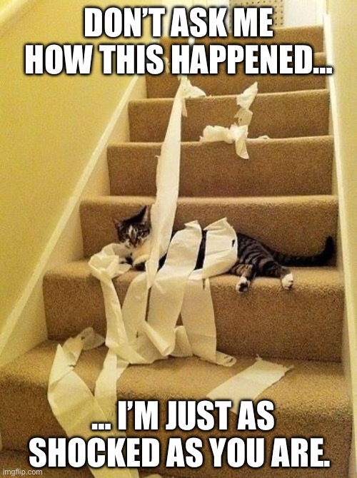 The dog was walking around earlier today, acting suspicious… | DON’T ASK ME HOW THIS HAPPENED…; … I’M JUST AS SHOCKED AS YOU ARE. | image tagged in cats,toilet paper,stairs,shocked,innocent | made w/ Imgflip meme maker