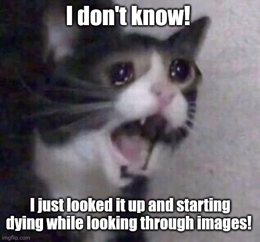 Crying Cat | I don't know! I just looked it up and starting dying while looking through images! | image tagged in crying cat | made w/ Imgflip meme maker