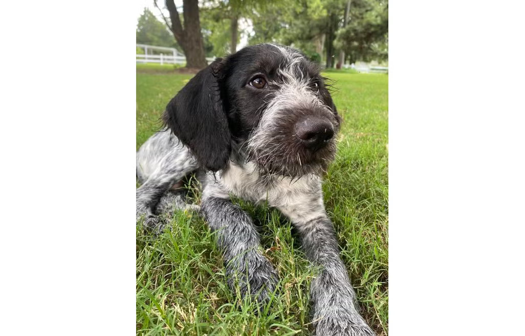 Cricket Blank Meme Template