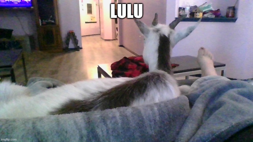 LULU | made w/ Imgflip meme maker