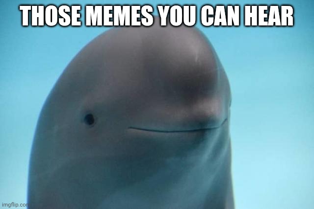 smiling dolphin | THOSE MEMES YOU CAN HEAR | image tagged in smiling dolphin | made w/ Imgflip meme maker