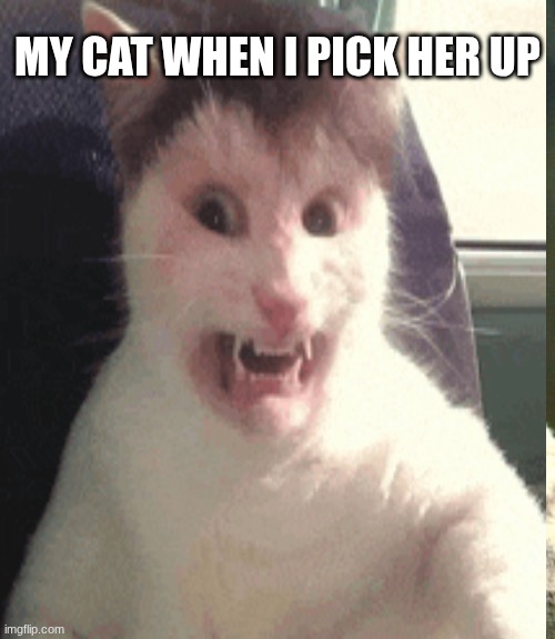 MY CAT WHEN I PICK HER UP | made w/ Imgflip meme maker