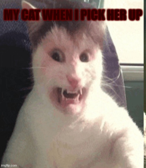 MY CAT WHEN I PICK HER UP | made w/ Imgflip meme maker