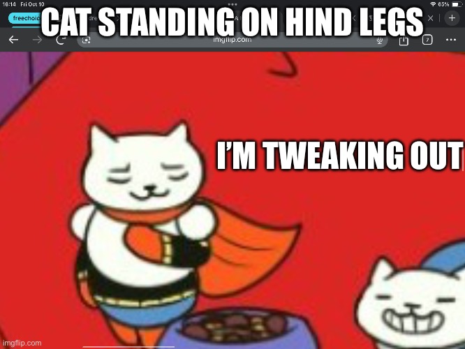 CAT STANDING ON HIND LEGS I’M TWEAKING OUT | made w/ Imgflip meme maker
