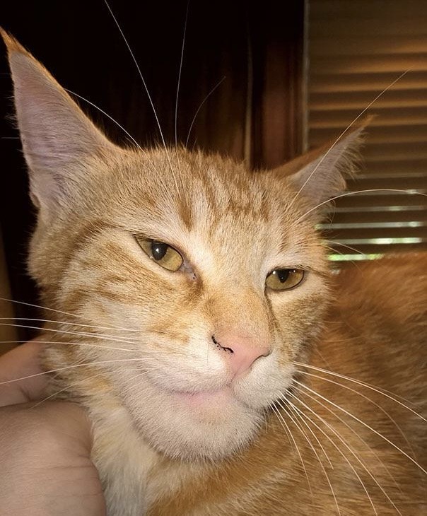 GIGACAT Blank Meme Template