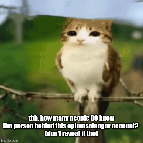 tbh, how many people DO know the person behind this opiumselangor account? 
(don't reveal it tho) | made w/ Imgflip meme maker