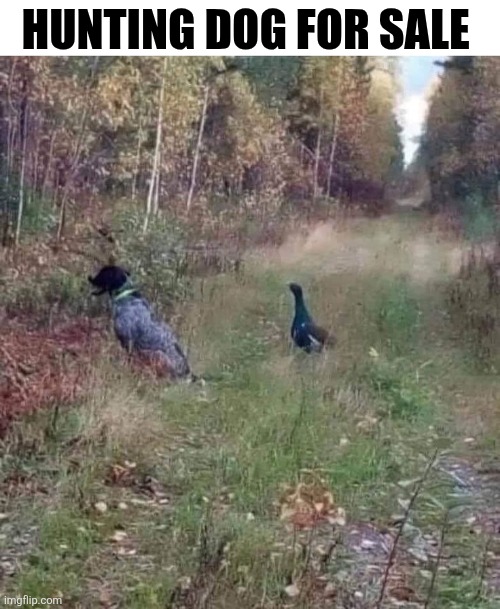Hunting Dog For Sale | HUNTING DOG FOR SALE | image tagged in chrisjoines1 | made w/ Imgflip meme maker