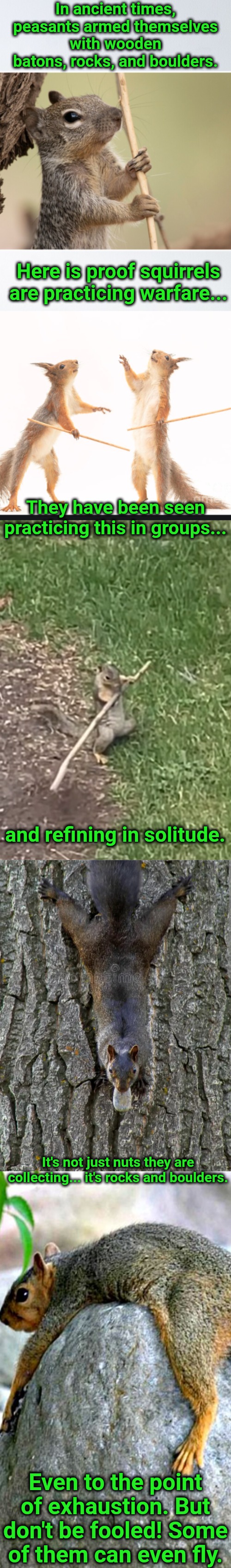Squirrel Awareness Month: truth #7 they are up to something | In ancient times, peasants armed themselves with wooden batons, rocks, and boulders. Here is proof squirrels are practicing warfare... They have been seen practicing this in groups... and refining in solitude. It's not just nuts they are collecting... it's rocks and boulders. Even to the point of exhaustion. But don't be fooled! Some of them can even fly. | image tagged in don't be fooled,this is war,stinking squirrels | made w/ Imgflip meme maker