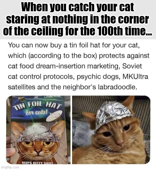 Conspiracy Kitty Cap | When you catch your cat staring at nothing in the corner of the ceiling for the 100th time... | image tagged in cat,tin foil hat,conspiracy theory,cats | made w/ Imgflip meme maker