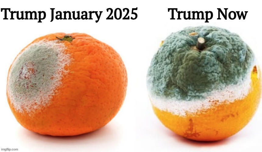 Well, he is orange. | Trump January 2025        Trump Now | image tagged in trump,deterioration,decay,mold,smell | made w/ Imgflip meme maker