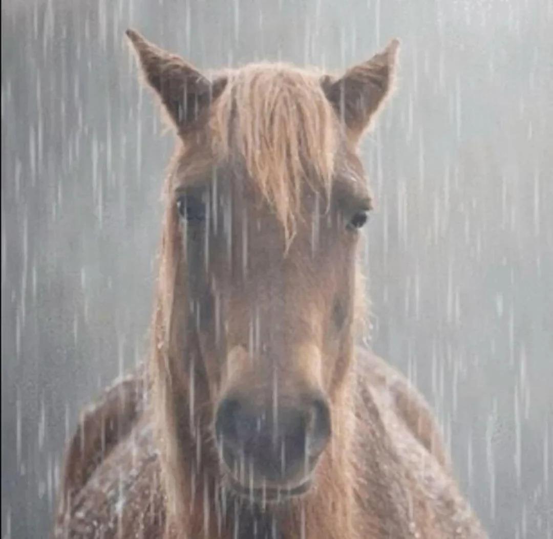 sad honse Blank Meme Template