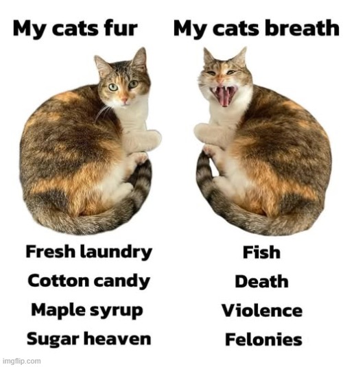 The duality of cat | image tagged in memes,cats,funny,repost,bad breath | made w/ Imgflip meme maker