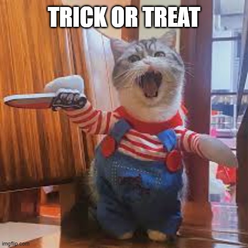 This cat is practicing his "Trick or Treat" moves. | TRICK OR TREAT | image tagged in cat,kittens,humor,funny,halloween,trick or treat | made w/ Imgflip meme maker