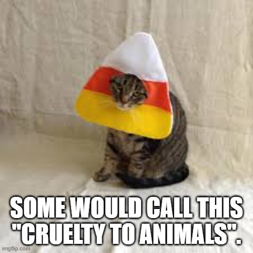 Dressing up your cat as a Candy Corn might be cruelty to animals.  --  funny  -- | SOME WOULD CALL THIS "CRUELTY TO ANIMALS". | image tagged in cats,funny,kittens,halloween,candy corn,costume | made w/ Imgflip meme maker