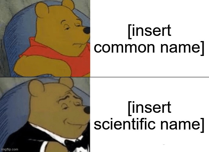 me saying "giant african millipede" vs me saying "Archispirostreptus gigas" | [insert common name]; [insert scientific name] | image tagged in memes,tuxedo winnie the pooh | made w/ Imgflip meme maker
