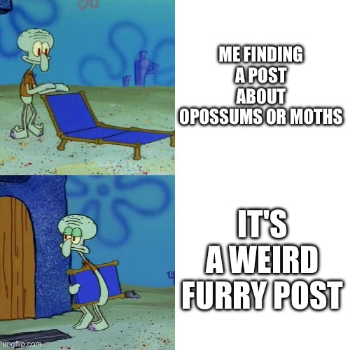Can we Stop Ruining Underrated Creatures Especially Moths I mean IT'S JUST A INSECT WHY DOES IT HAVE SO MUCH WEIRD ART | ME FINDING A POST ABOUT OPOSSUMS OR MOTHS; IT'S A WEIRD FURRY POST | image tagged in squidward chair,moths,opossums,furry,sad,insects | made w/ Imgflip meme maker