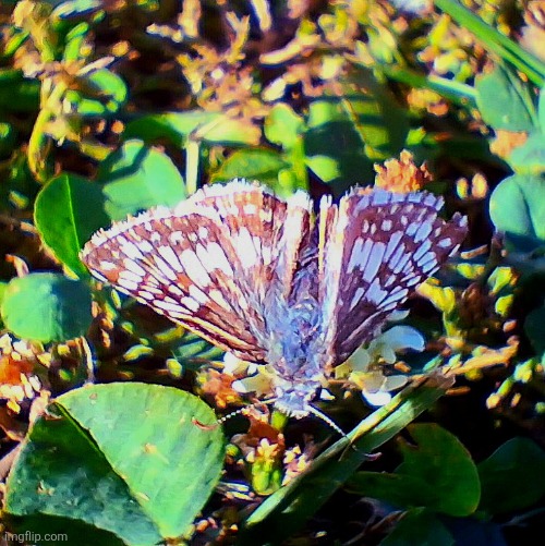 You guys like butterflies? :3 | made w/ Imgflip meme maker