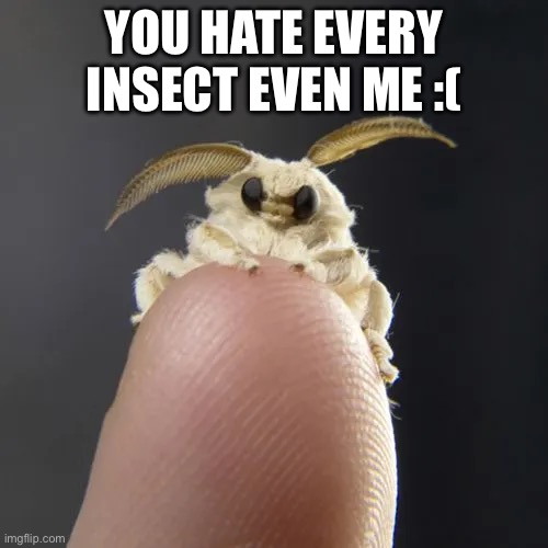 Silk Moths are The Cutest insects Ever | YOU HATE EVERY INSECT EVEN ME :( | image tagged in moths,insects,cute,underrated,silk moth,insect | made w/ Imgflip meme maker
