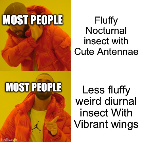 Butterflies are Overrated | Fluffy Nocturnal insect with Cute Antennae; MOST PEOPLE; Less fluffy weird diurnal insect With Vibrant wings; MOST PEOPLE | image tagged in memes,drake hotline bling,butterfly,moths,insects,silk moths | made w/ Imgflip meme maker