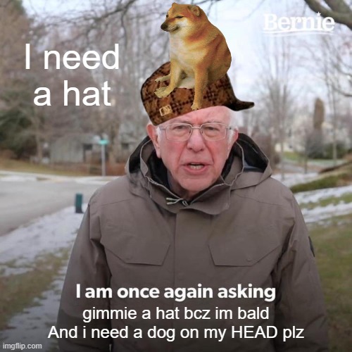 I WANT A HAT PLZ | I need a hat; gimmie a hat bcz im bald
And i need a dog on my HEAD plz | image tagged in memes,bernie i am once again asking for your support | made w/ Imgflip meme maker