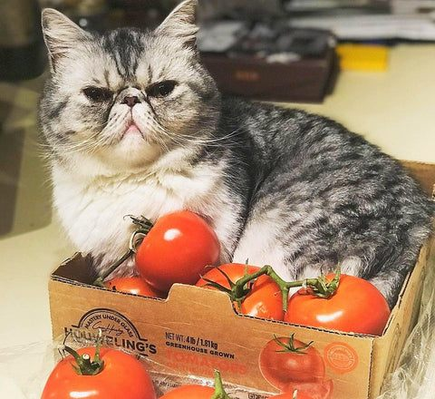 High Quality Cat with Tomatoes Blank Meme Template
