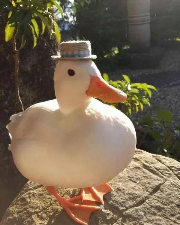 duck with a hat Blank Meme Template