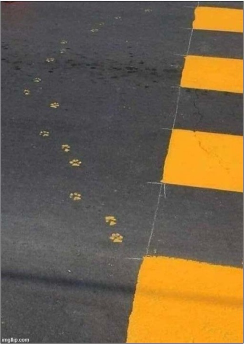 The Work Of An Orange Cat ? | image tagged in cats,orange cat,paw prints | made w/ Imgflip meme maker