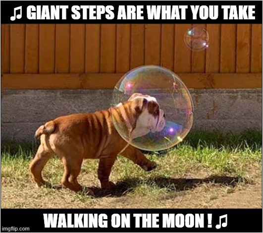 Nellie The Astronaut ! | ♫ GIANT STEPS ARE WHAT YOU TAKE; WALKING ON THE MOON ! ♫ | image tagged in dogs,english bulldog,astronaut,song lyric | made w/ Imgflip meme maker