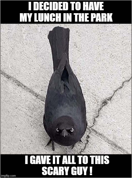 An Angry Bird ! | I DECIDED TO HAVE MY LUNCH IN THE PARK; I GAVE IT ALL TO THIS
SCARY GUY ! | image tagged in angry bird,intimidating | made w/ Imgflip meme maker
