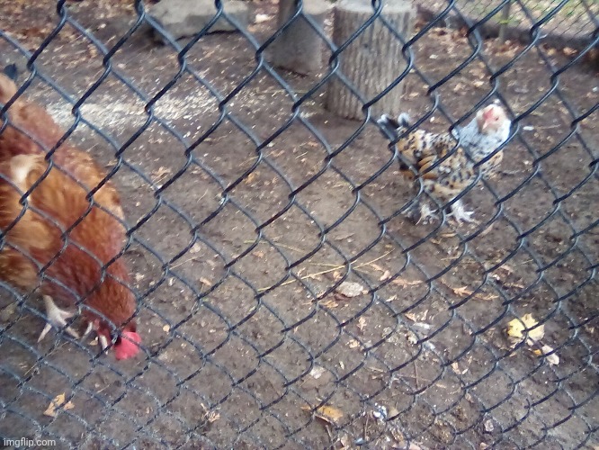 Good morning ladies! (Meep is molting rn so she's gonna look a little less thick) | made w/ Imgflip meme maker