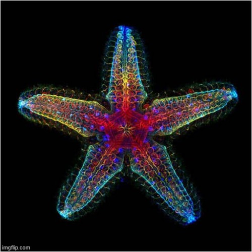 The Nervous System Of A Young Starfish | image tagged in starfish,nervous,system | made w/ Imgflip meme maker