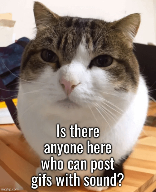 Oh the misery (original) | Is there anyone here who can post gifs with sound? | image tagged in oh the misery original | made w/ Imgflip meme maker