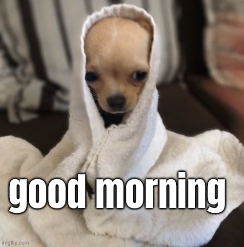 good morning | good morning | image tagged in dog,dogs,good morning,cute,cute dog,puppy | made w/ Imgflip meme maker
