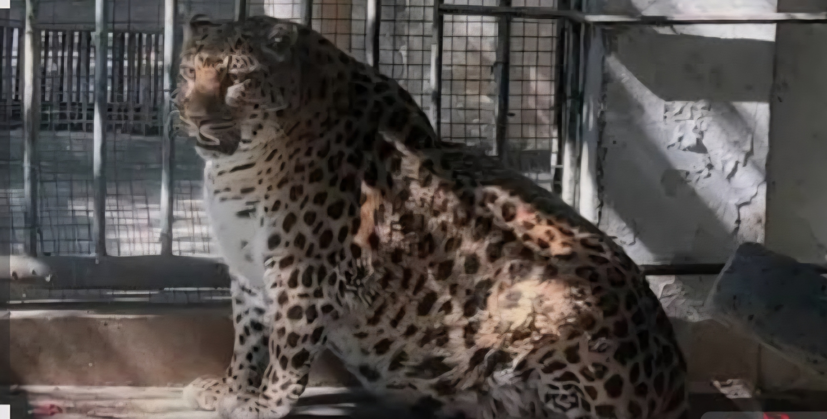 Leopards Blank Meme Template