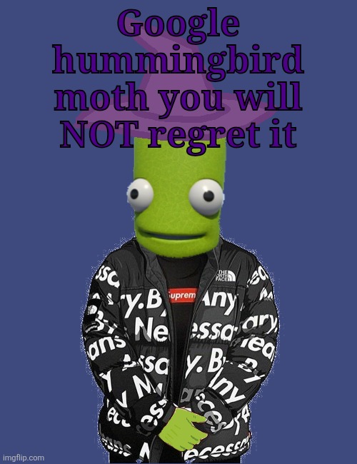 SPOOKY epilektoi drip | Google hummingbird moth you will NOT regret it | image tagged in spooky epilektoi drip | made w/ Imgflip meme maker