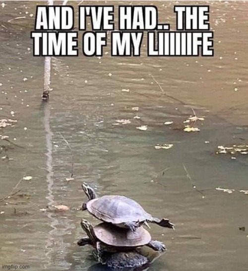 Nobody Puts Turtle in a Corner | image tagged in repost | made w/ Imgflip meme maker