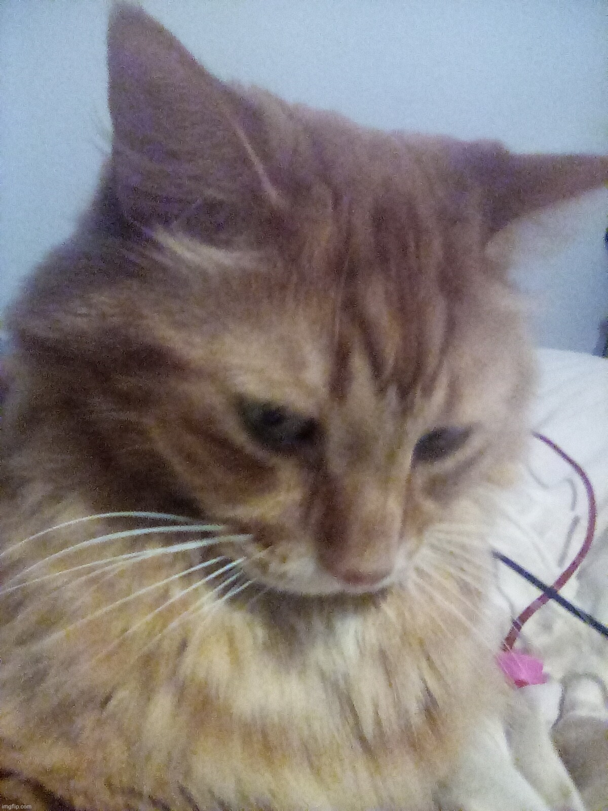 Look at this beautiful boy | made w/ Imgflip meme maker